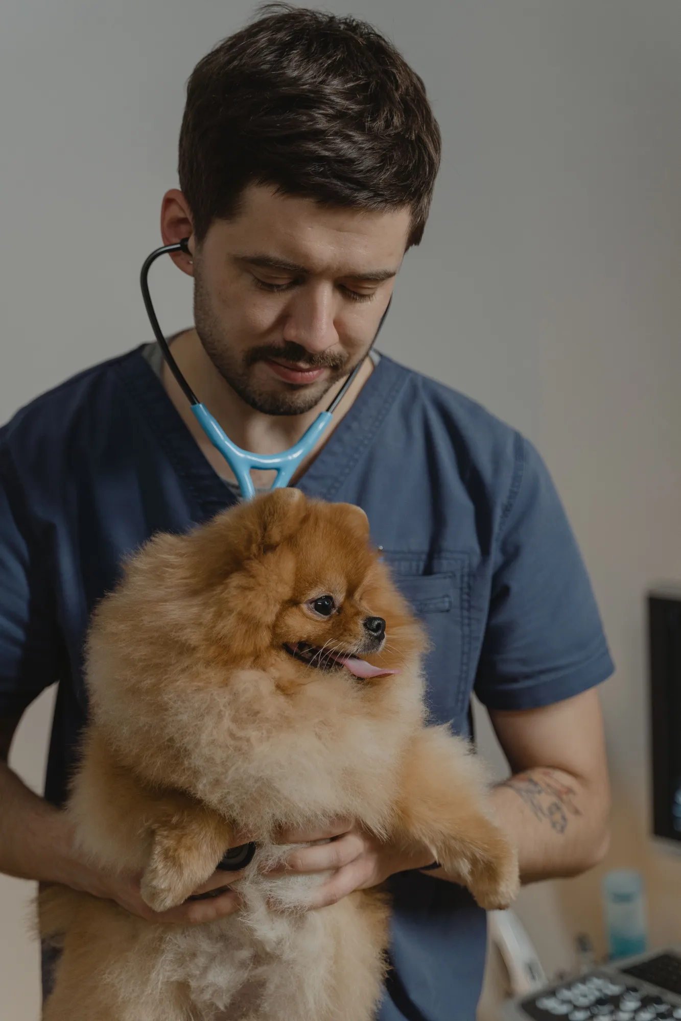 Vétérinaire examinant un chien en clinique, symbole des métiers vétérinaires et animaliers